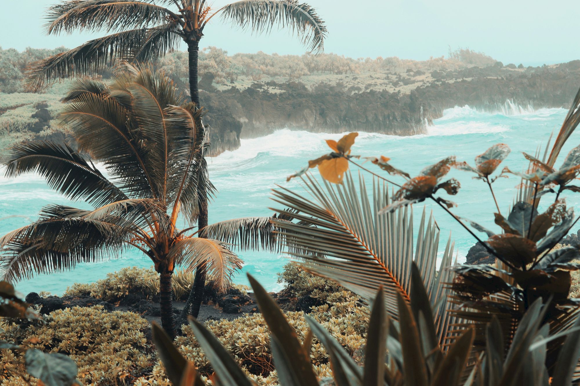 The image shows a tropical landscape with palm trees, dense vegetation, and ocean waves crashing against the rocky shore in the background.