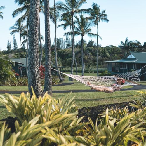 A person relaxes in a hammock surrounded by tropical plants and palm trees, near a house with a backdrop of greenery under a clear sky.