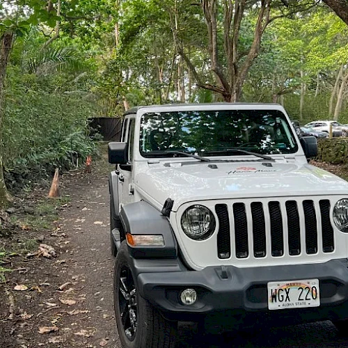 A white Jeep is parked on a narrow, tree-lined dirt road. Other cars are visible in the background.