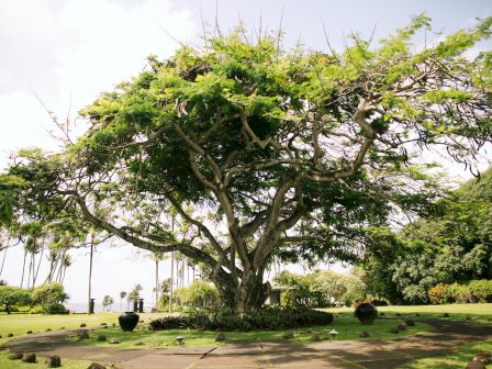 A large, sprawling tree with a thick canopy of green leaves stands in a landscaped garden, surrounded by grass and potted plants.
