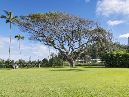 A large, leafless tree stands on a green lawn with palm trees in the background under a blue sky with clouds.